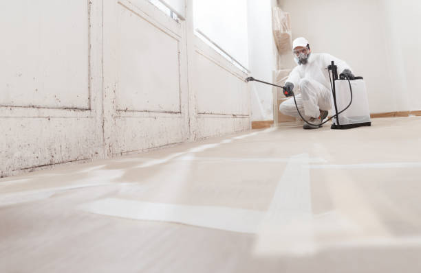 Black mold remediation team in Port Matilda